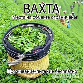 Здравствуйте!! Жители города, и люди которые собираются, ехать на вахту, на "Чайный май", Фрязино. Р