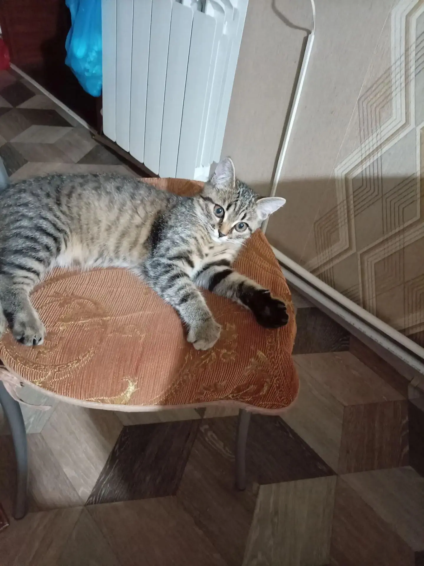 Отдам в добрые руки кошечку, 3,5 месяца. Добрая, ласковая, контактная, аккуратная, приу...