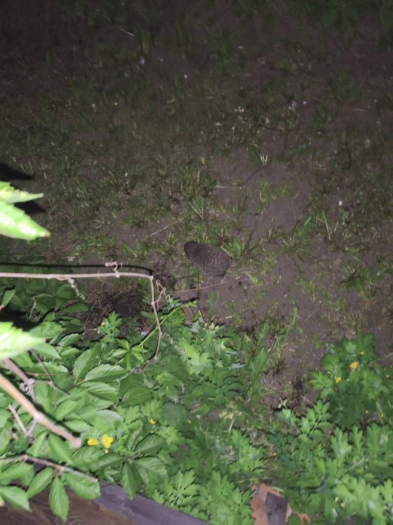 🦔🦔🦔 Ребят, короче, у нас, похоже, новые жильцы в доме! 😅 К нам под террасу заехала ...
