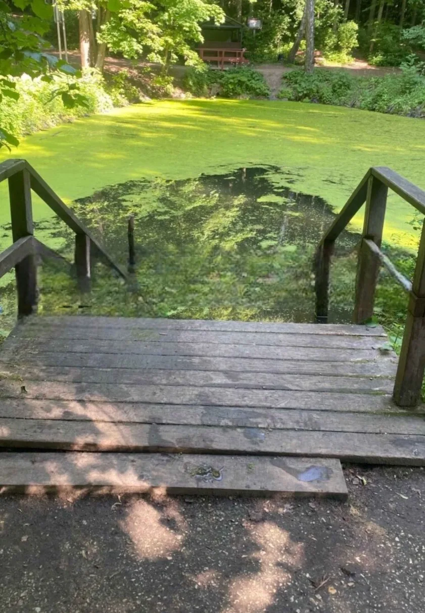 🤨В Битцевском лесу просят отремонтировать спуск к воде

Посетители Битцевского леса сообщили о повр