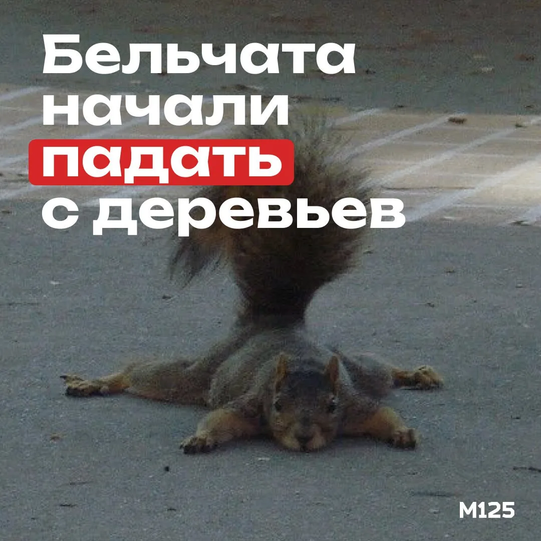 Сезон падающих бельчат начался в Москве ⚡