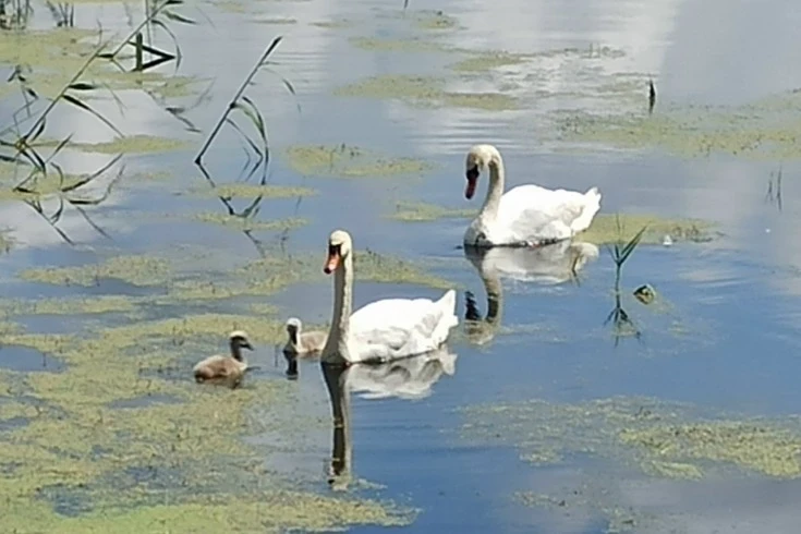 🦢 В семье лебедя Гриши в Коптеве вылупились два птенца

В селе Коптево Рассказовского округа у лебе