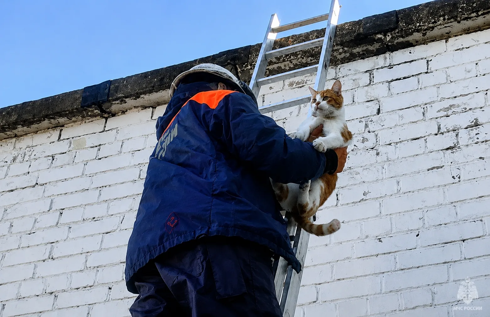 В Архангельске спасатели пришли на помощь коту.  Пушистый «экстремал» выпал с балкона 9 этажа и приз