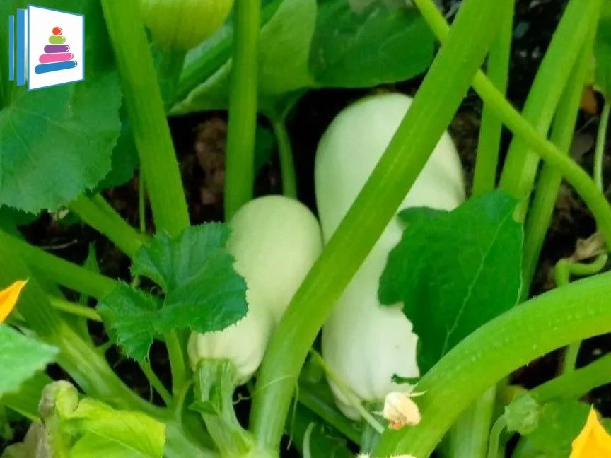 Наш урожай — ура! 🎉🍆🥒Посмотрите, какие чудеса творятся в нашем детском саду! 😍Ребят...