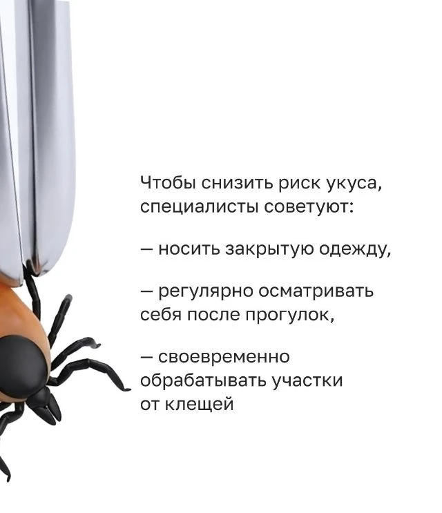 🕷️⚠️ Клещи остаются опасными: сезон еще не закончился

Хоть пик активности клещей уже позади, риск 