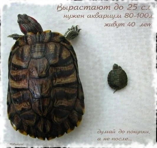 В Катайском музее спасают черепах