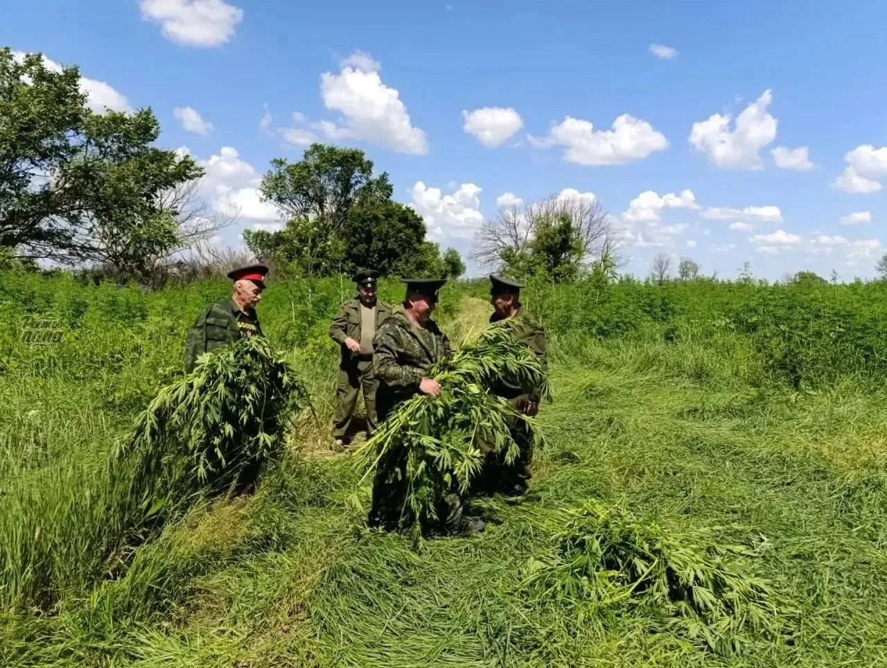В Октябрьском районе уничтожили 42 килограмма дикорастущей конопли.