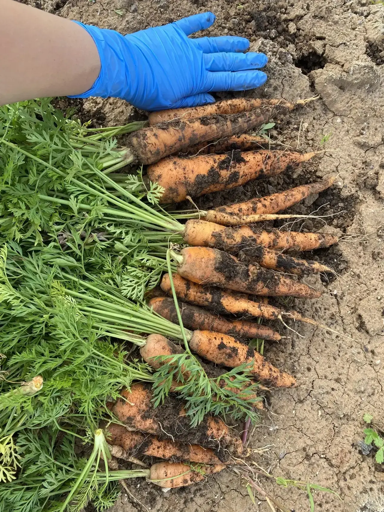 Наш урожай 🥕