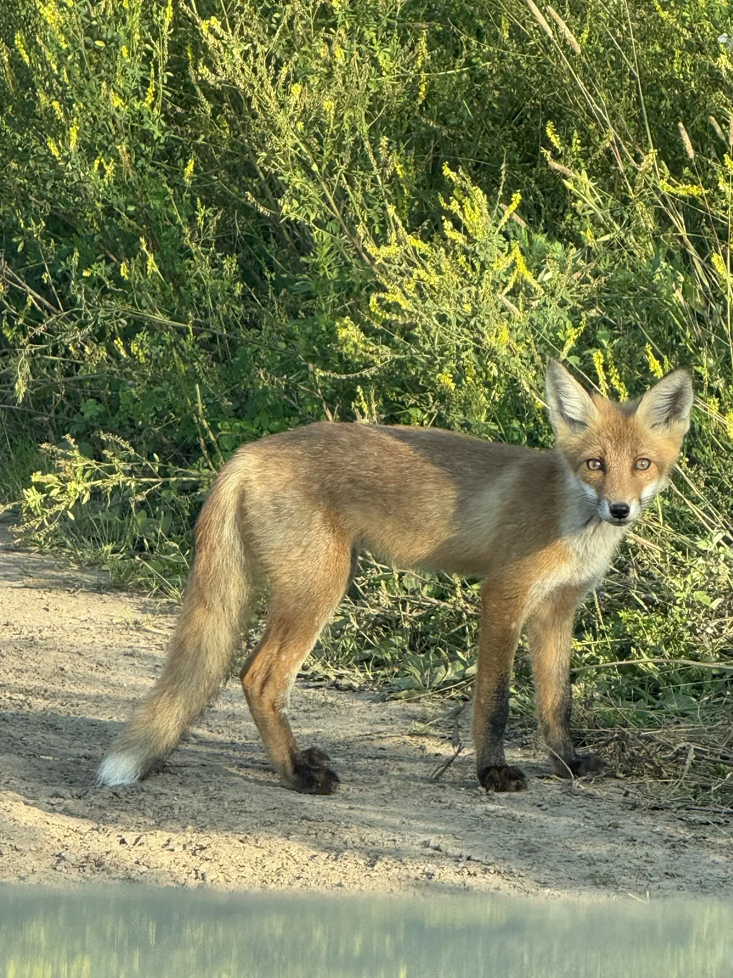 Любимая Ока, вы только посмотрите на это! 🦊