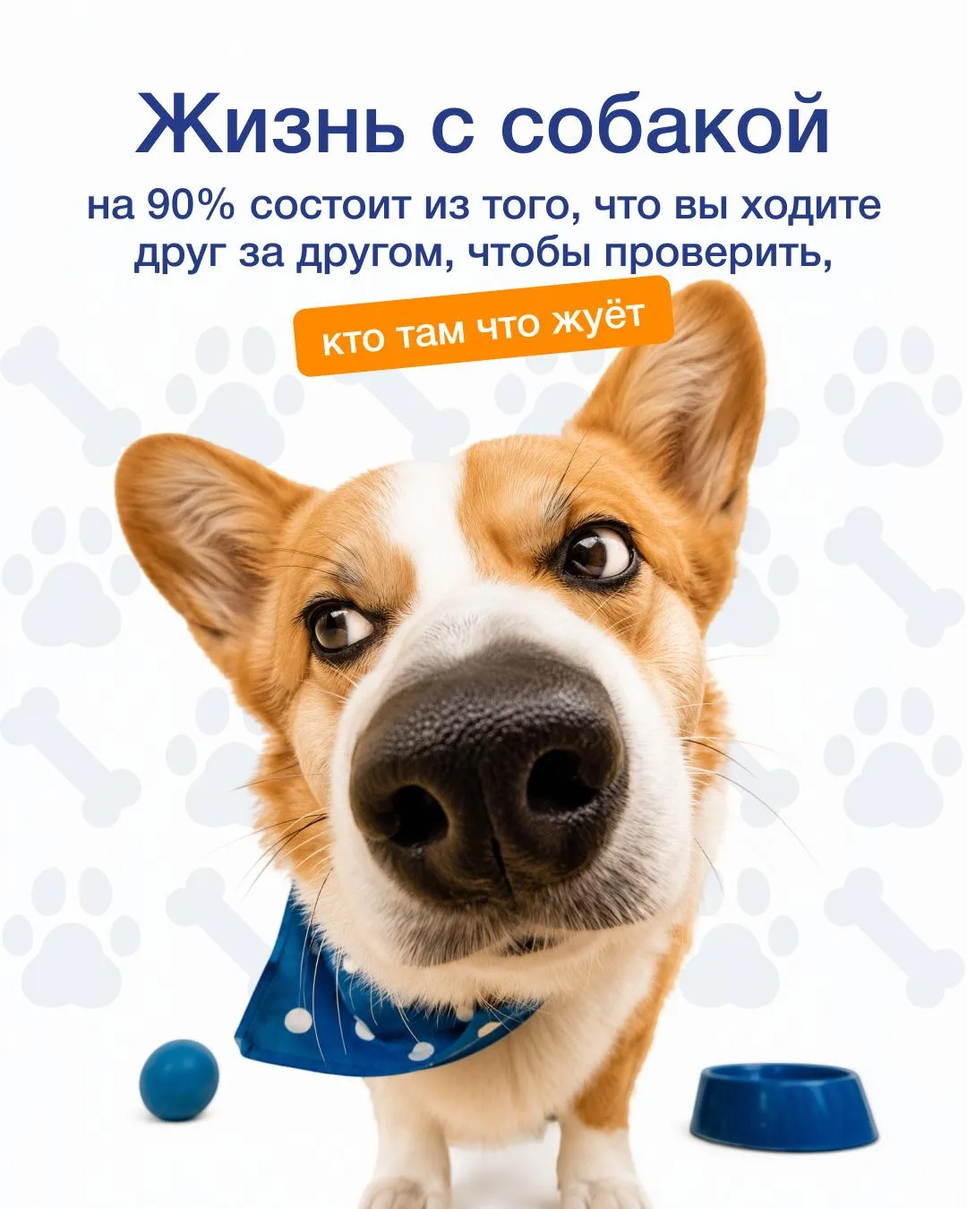 Владельцы четвероногих друзей поймут 😉