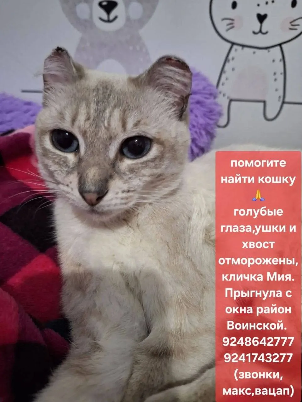 #подписчикЯВ ищет кошку🥺