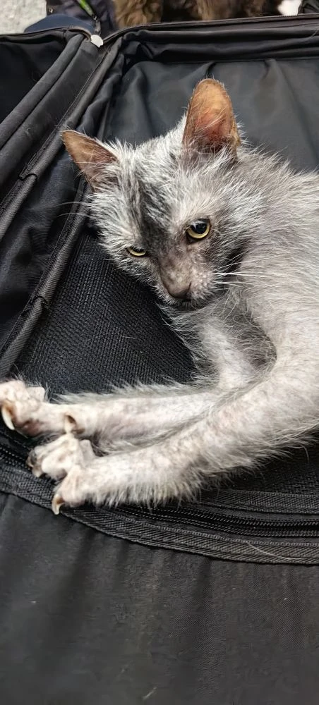 Планировала разобрать вещи. Коты запланировали лежанку! 😹