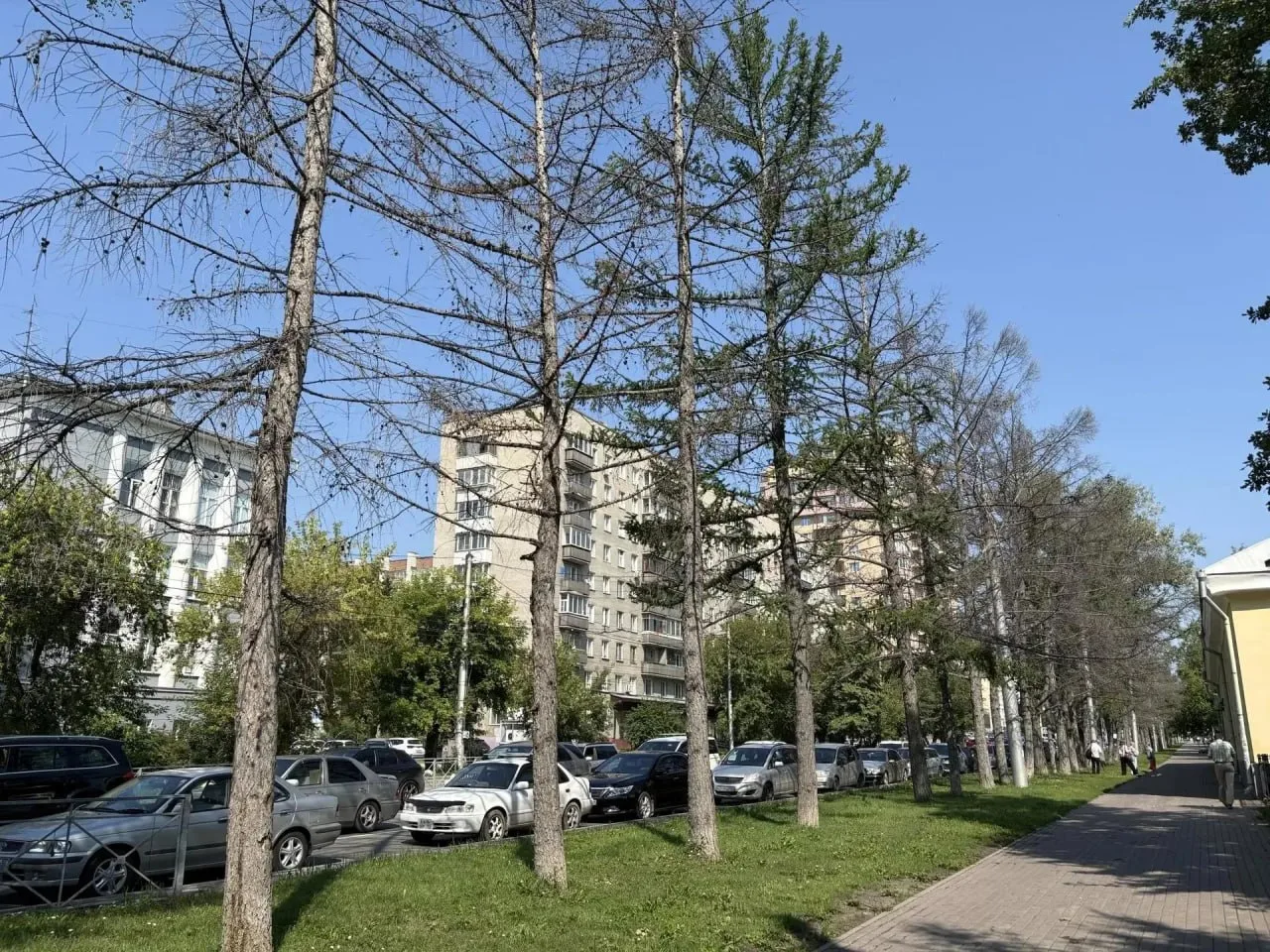 🌳 На улице Мичурина в Новосибирске уберут 64 засохших дерева и обновят 60-летнюю аллею

Агрономам у