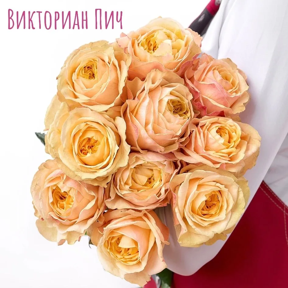 РОЗЫ ОТ 75р!🌹