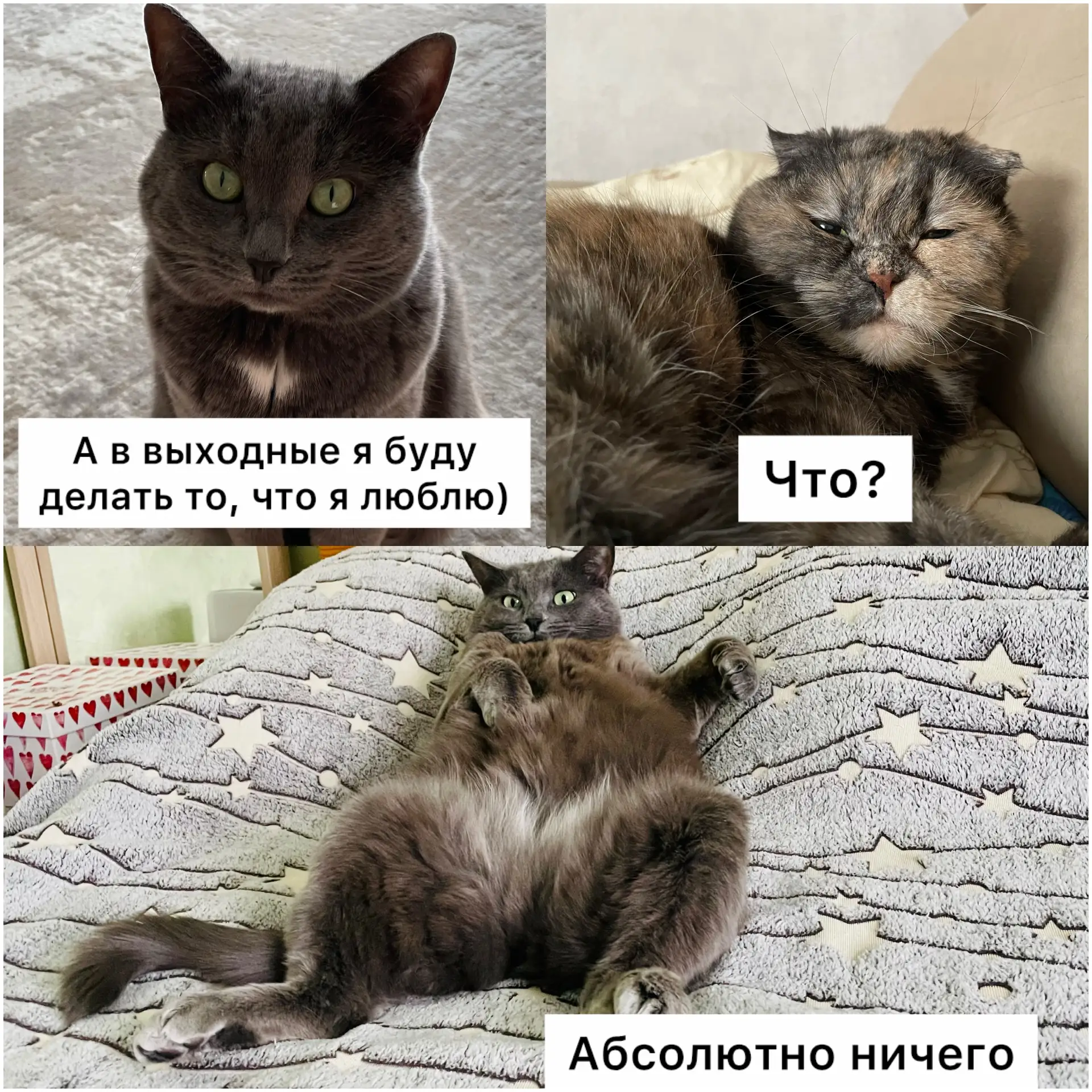 Планы на выходные😺