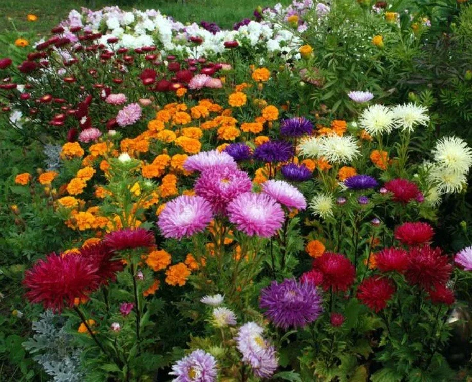 🌺 Уход за астрами для пышного цветения (уход схож с уходом за георгинами)

🌱 астра – растение свет