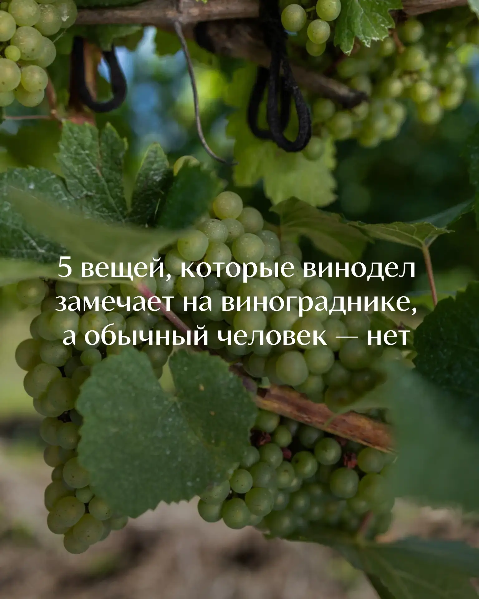 Сегодня покажем вам виноградник глазами винодела: что можно узнать, взглянув на листья ...