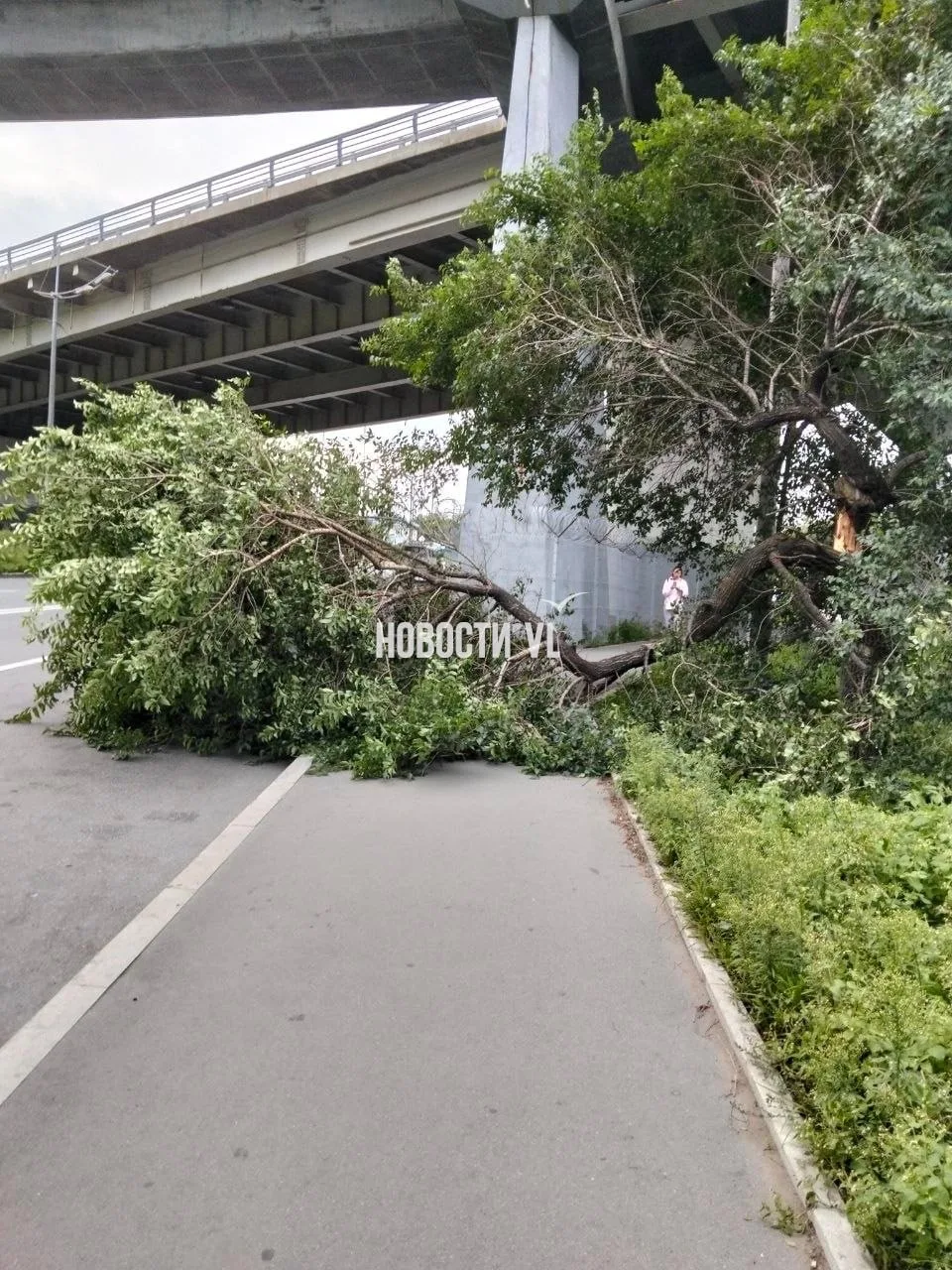 Сильный ветер ломает деревья во Владивостоке