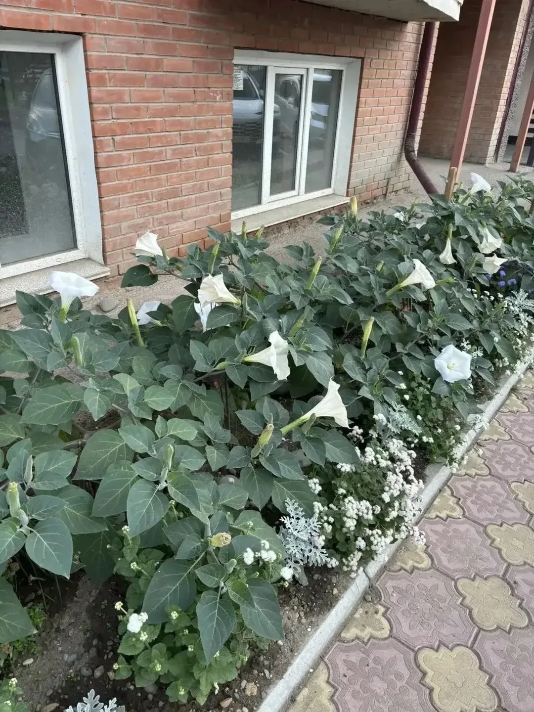 ВО ДВОРАХ АБАКАНА КУЛЬТИВИРУЮТ СМЕРТЕЛЬНО ОПАСНЫЙ ЦВЕТОК
