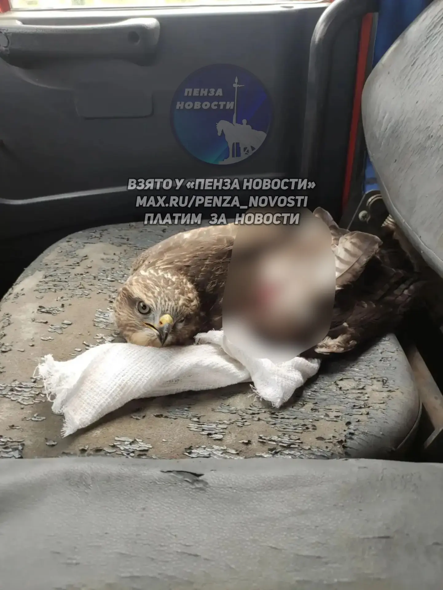 Ястребу нужна помощь