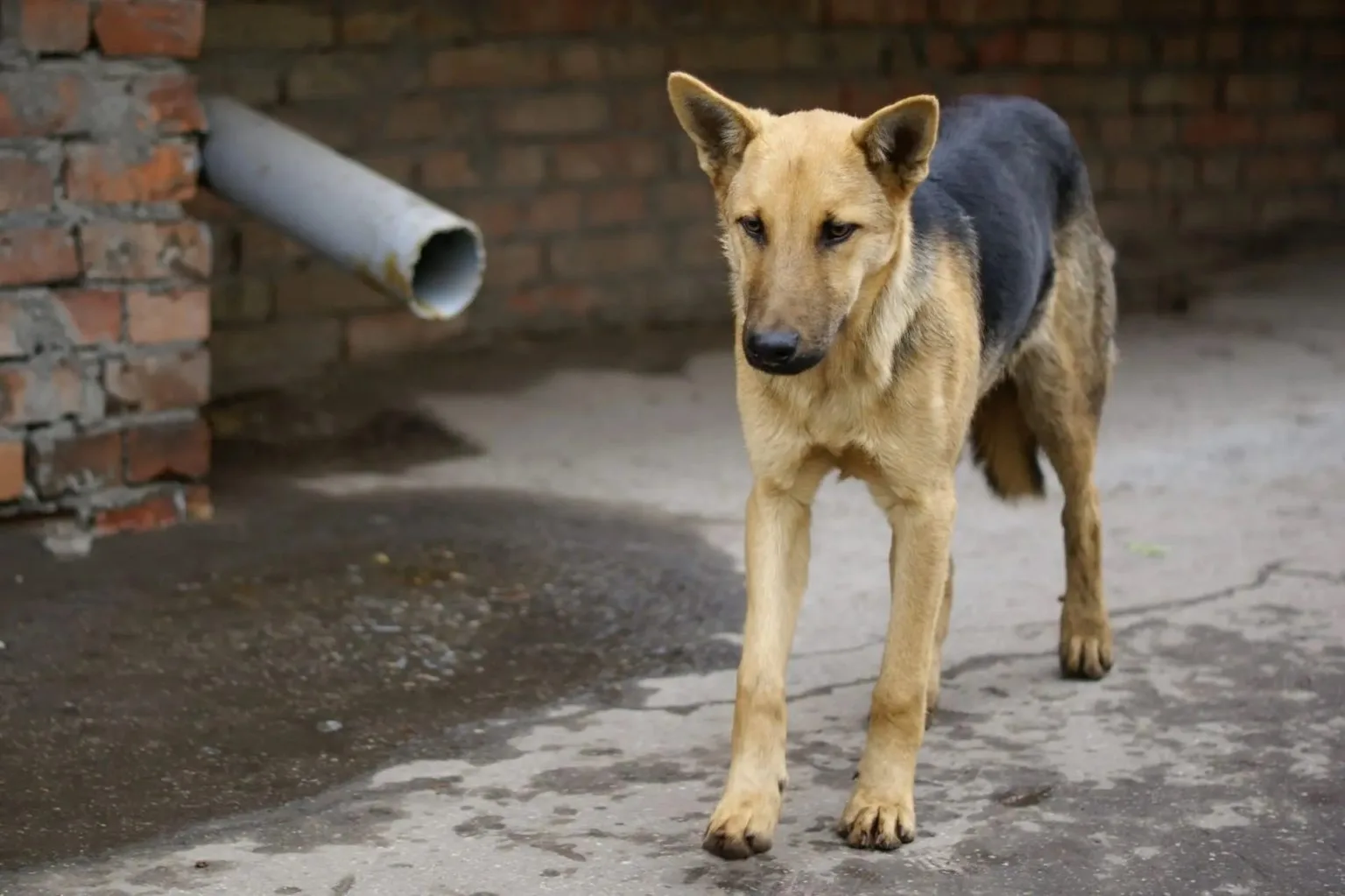 🐕 В Тольятти суд взыскал 25 тыс. рублей в пользу ребенка, укушенного бродячей собакой 
 
Прокуратур
