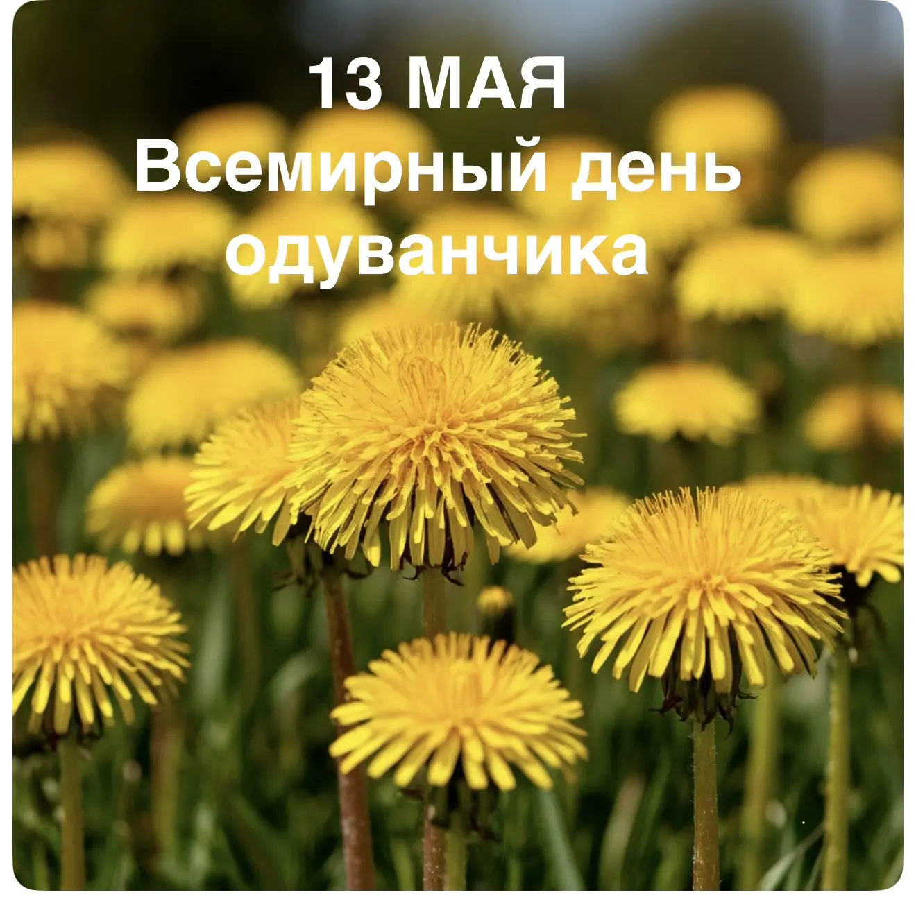 ☀️Сегодня, 13 мая, мы отмечаем Всемирный день одуванчика! А наши ребята в детском саду ...