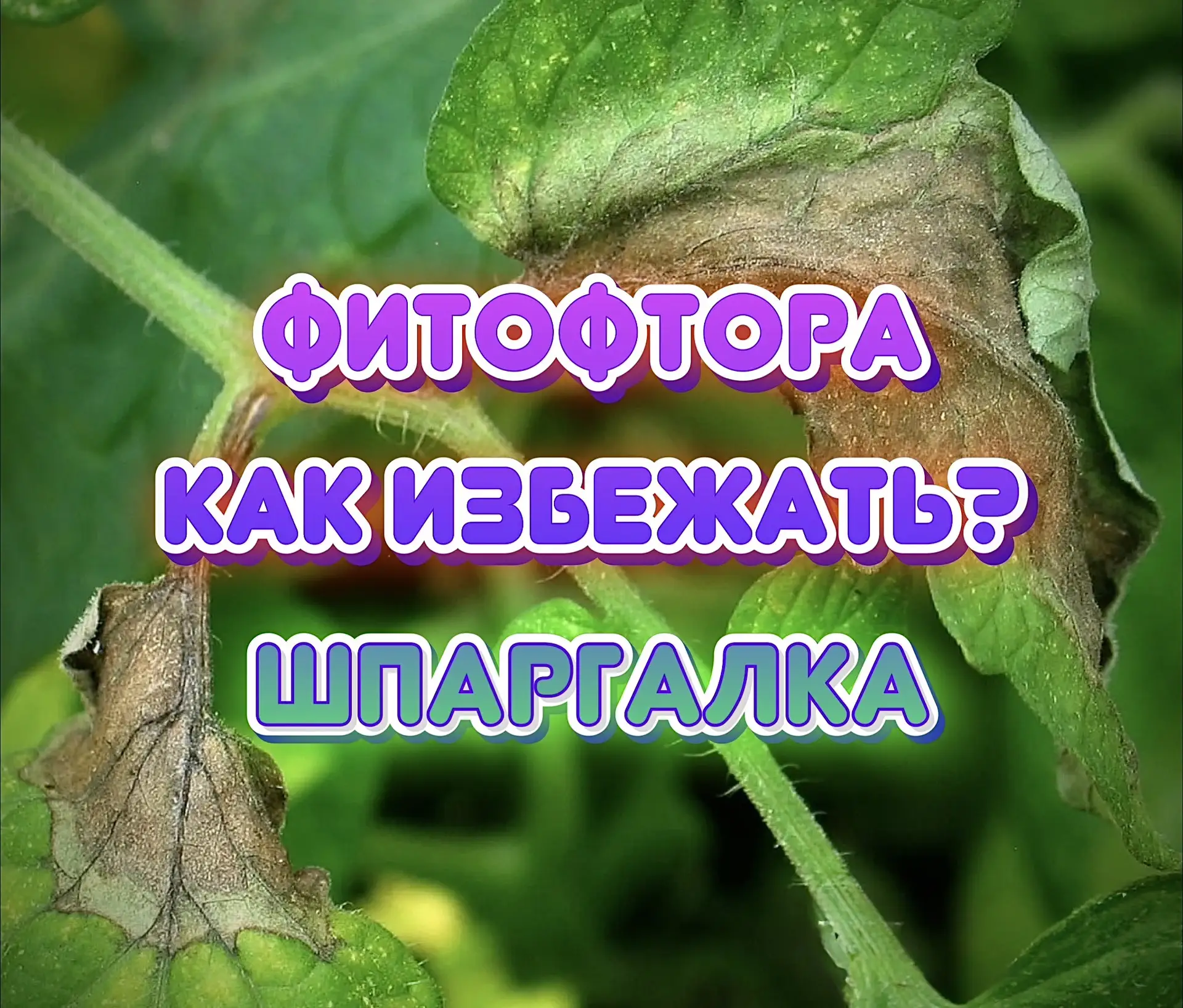 🍅🥔ПАМЯТКА ПО ФИТОФТОРЕ

Июль - время коварного заболевания, которое поражает пасленовые культуры: 