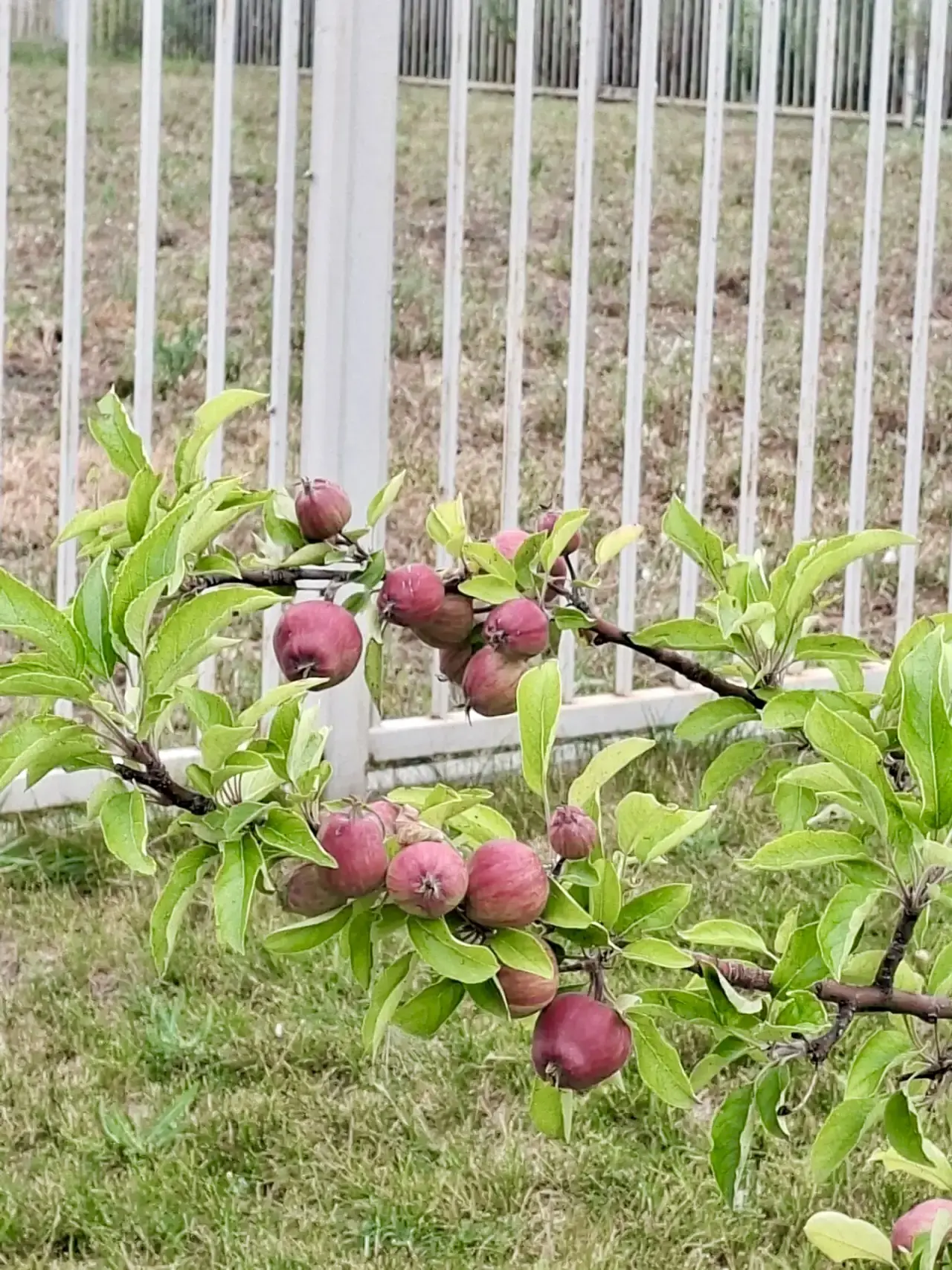 Наша гордость — «Антоновский сад»! 🍏🌳

Знаете, чем пахнет настоящее детство и труд? Правильно, ябл