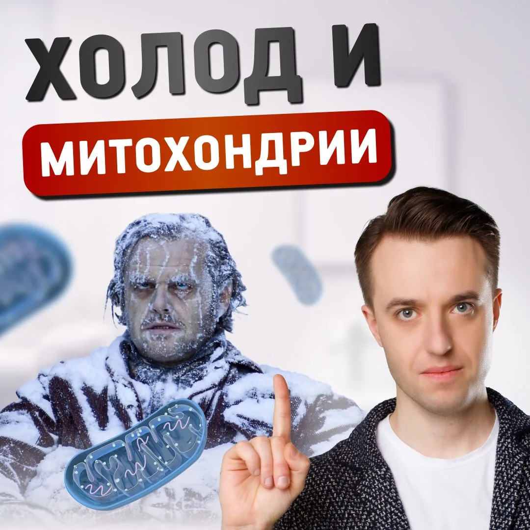 Митохондрии рождаются в холодной воде – звучит поэтично. Но что на самом деле рождается?   Что такое