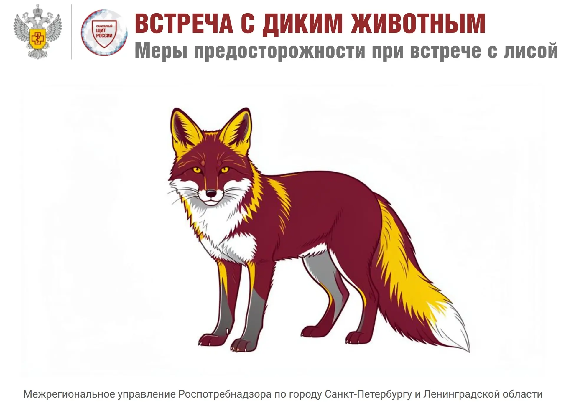 Осторожно: лисы в Ленобласти стали чаще выходить к людям 🦊