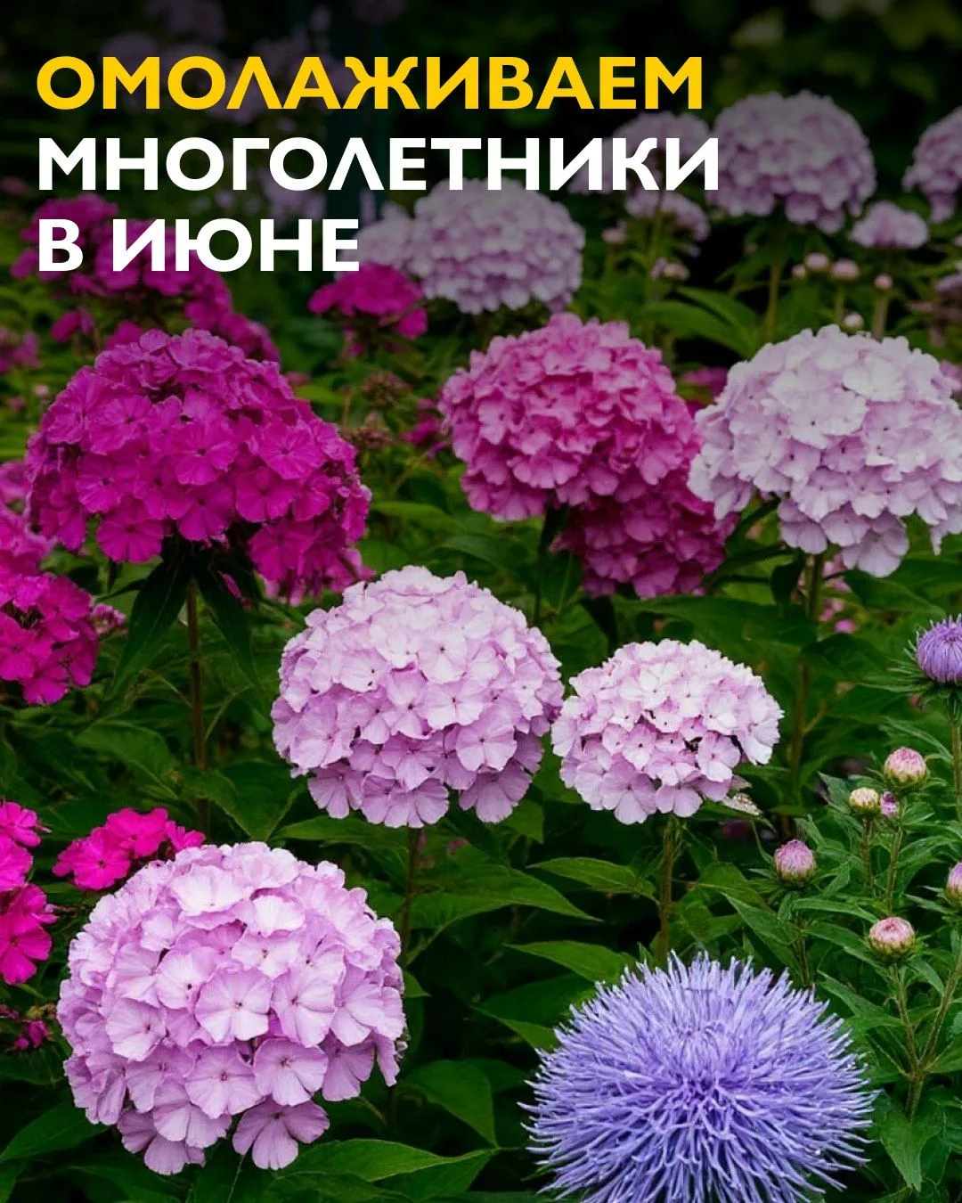 Деление многолетников омолаживает куст, стимулирует пышное цветение и помогает получить здорового по