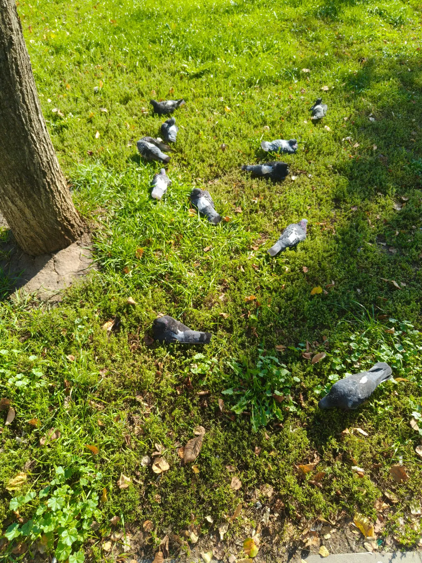 ☀️🕊️Разлеглись, греются))
