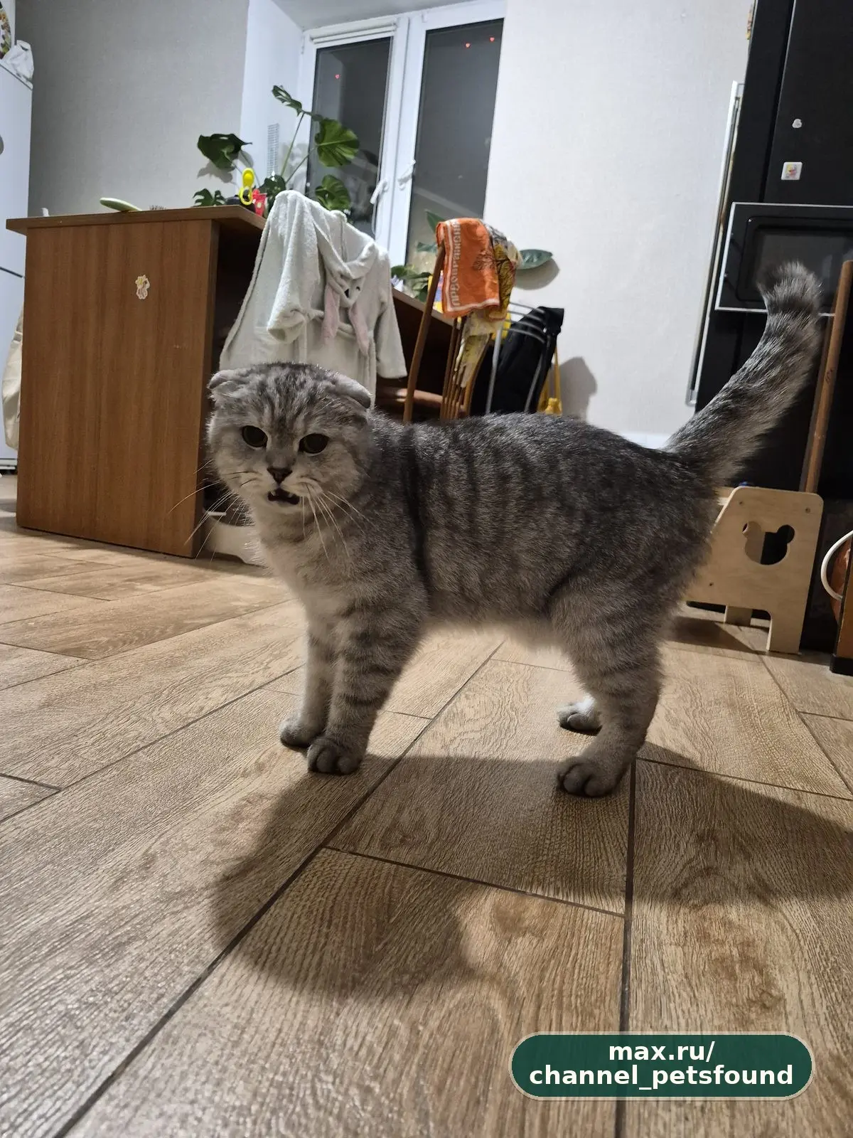 🐾 Найден питомец — Королёв
