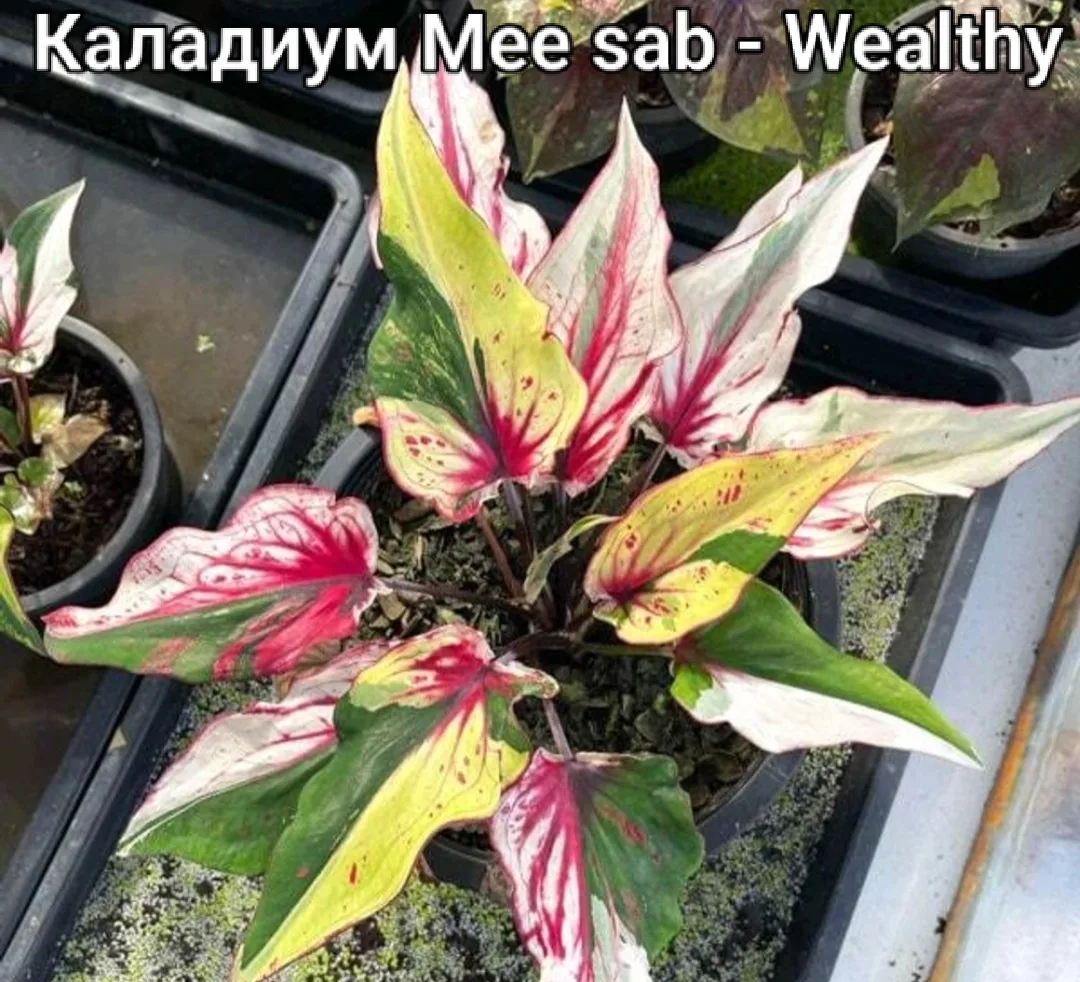 Азиатский сорт каладиума Mee sab - Wealthy