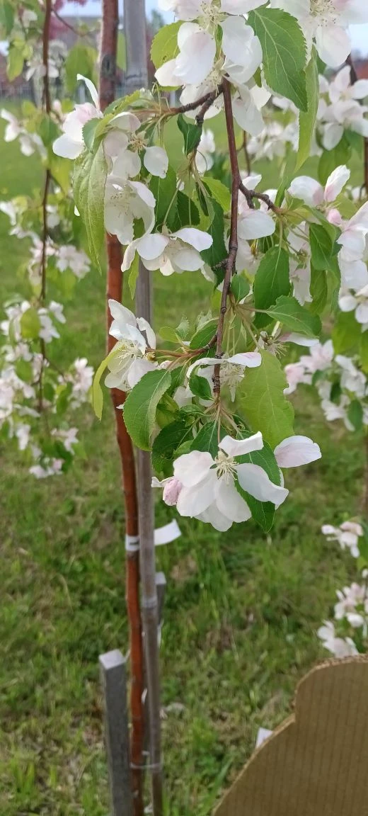 🌸 В школе цветёт «Сад памяти»  В нашей школе зацвёл «Сад памяти» — и это по-настоящему трогательное 