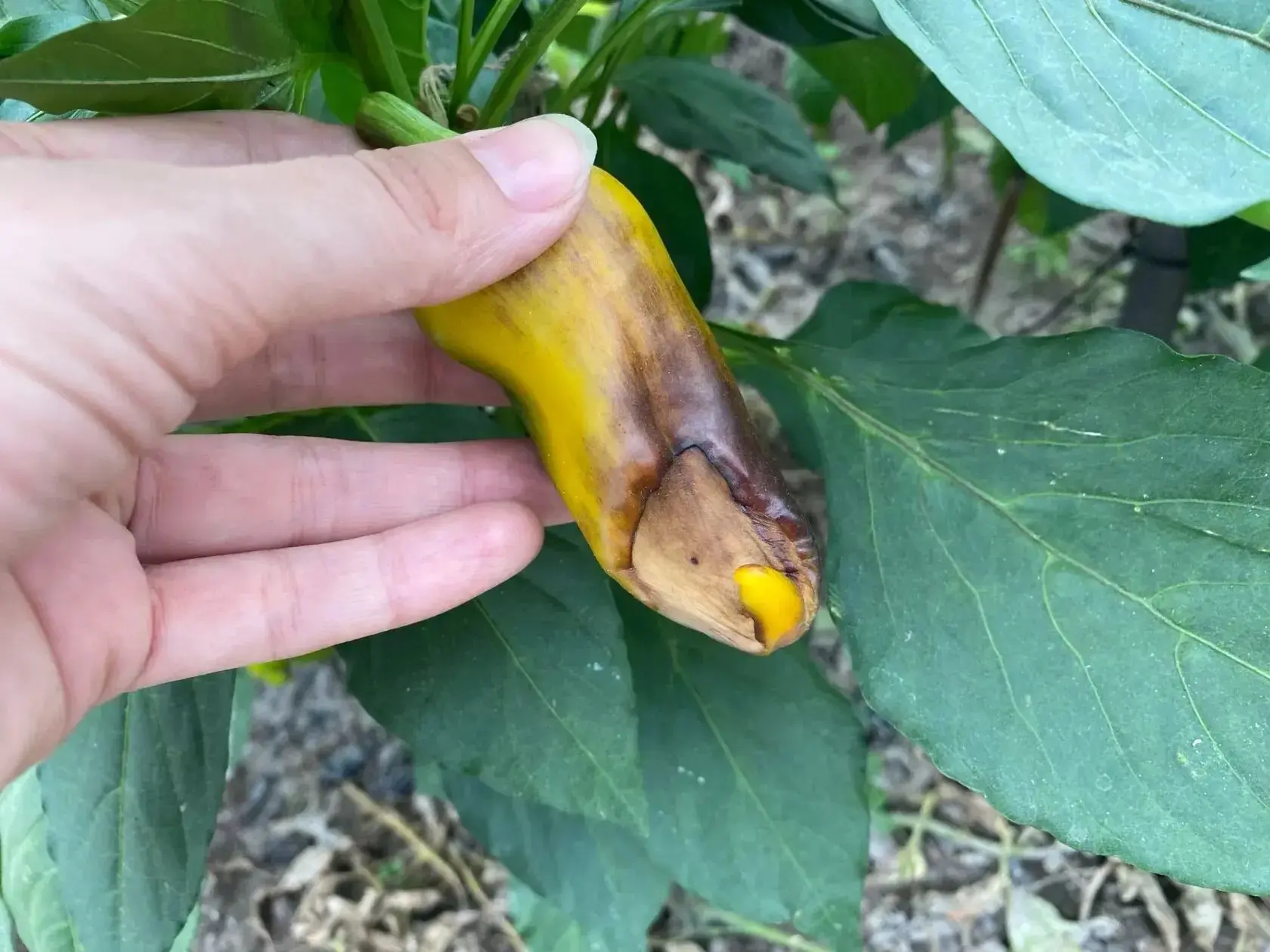 Почему перец чернеет с кончика? Это вершинная гниль 🌶️

Если на плодах перца появилось темное, вдав