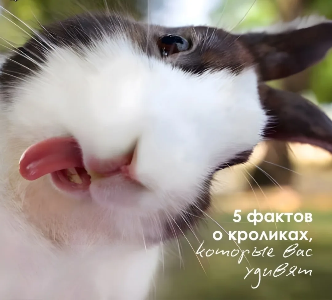 🐰Кролики — это не только милые пушистики, но и удивительные существа с уникальными осо...