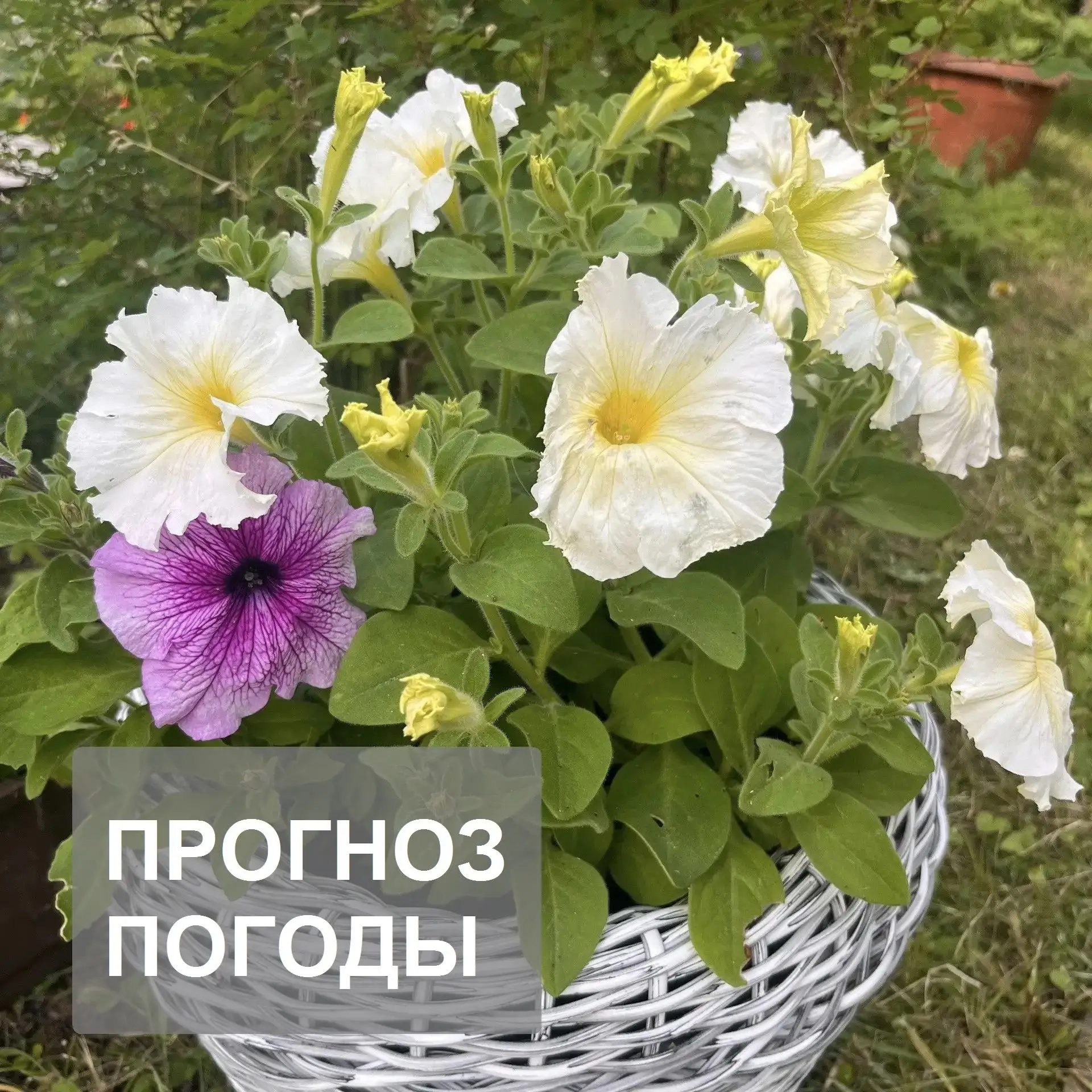 Прогноз погоды по Архангельской области на выходные дни и следующую неделю.