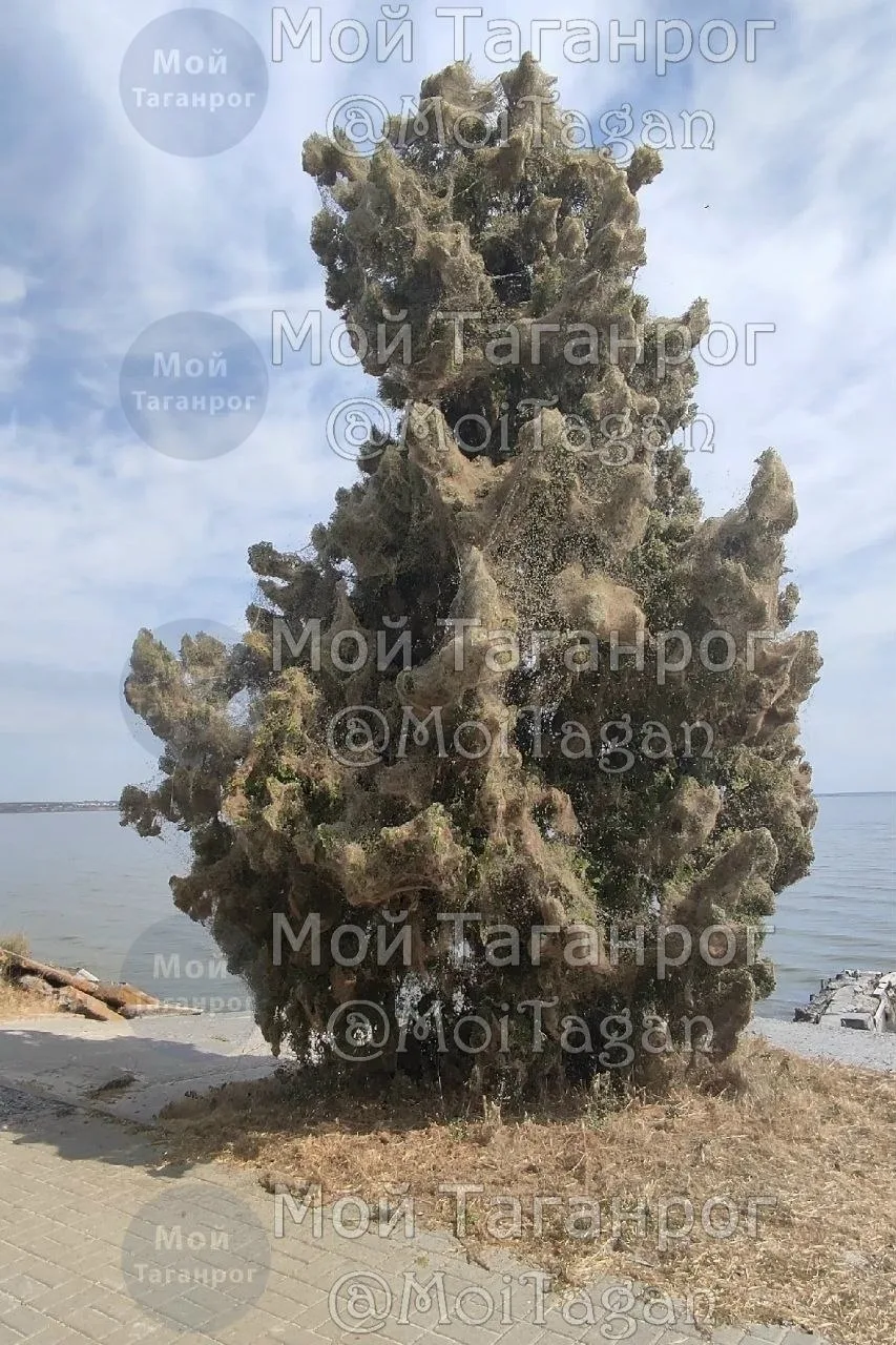 🌳 И вот она нарядная стоит на берегу. Набережная Таганрога...
