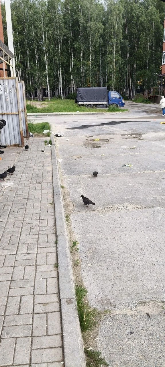 И так каждое утро по адресу м-он 1 дом 2/1. Эти фото к посту ниже с обращением к администрации город