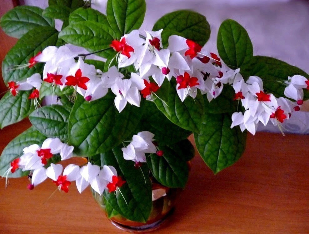Лиана вербеновая❤️🌿