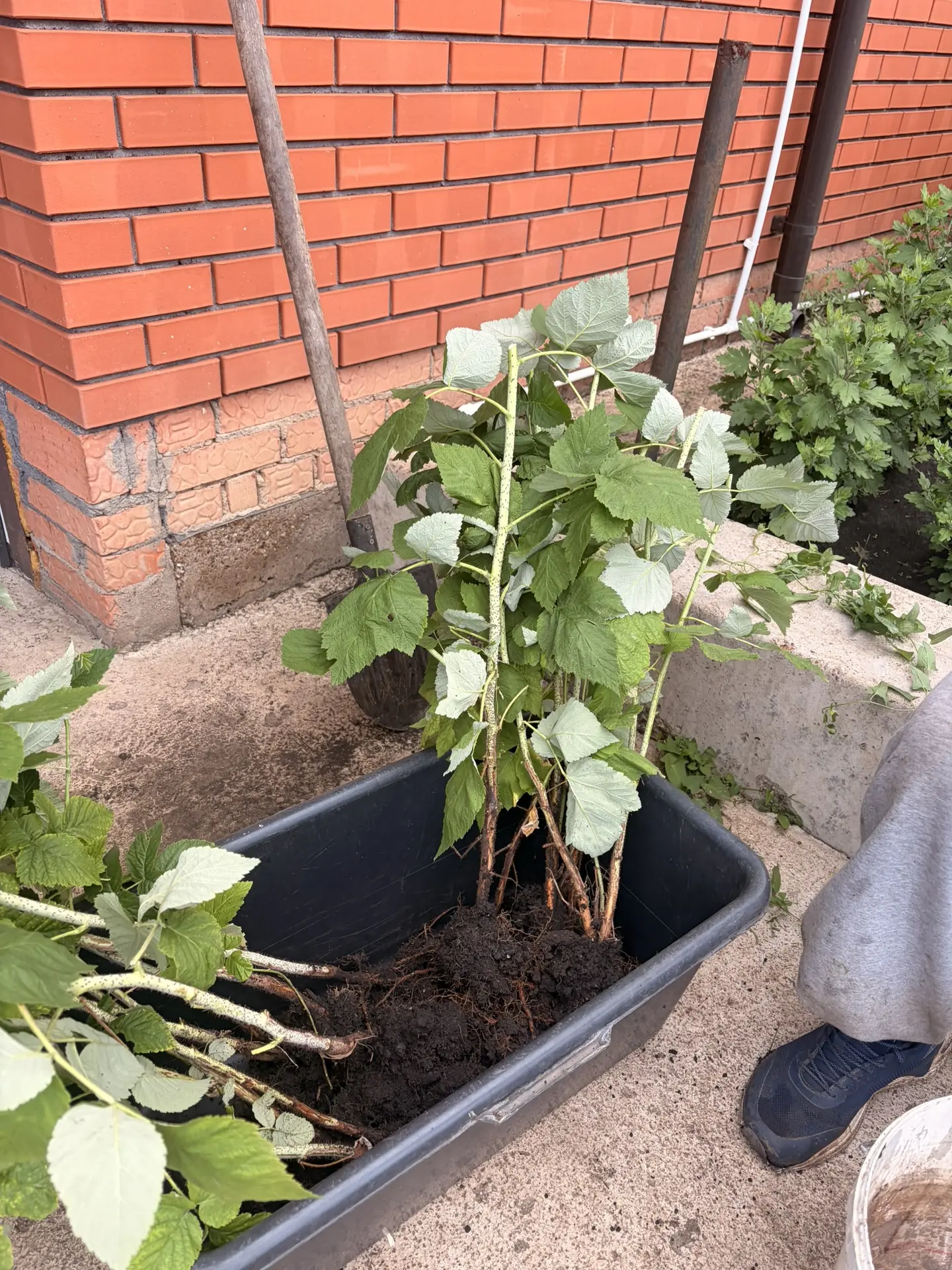 Режем кусты малины. 
При получении высота кустов будет как на этих фото