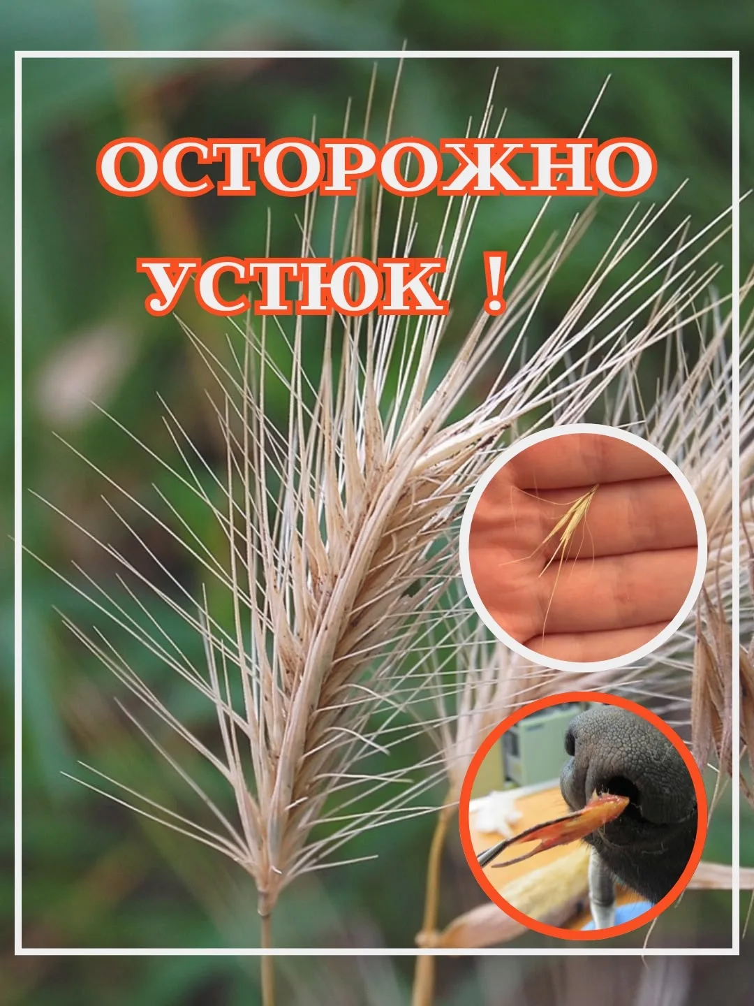 ⚠️ ОСТОРОЖНО, УСТЮК!