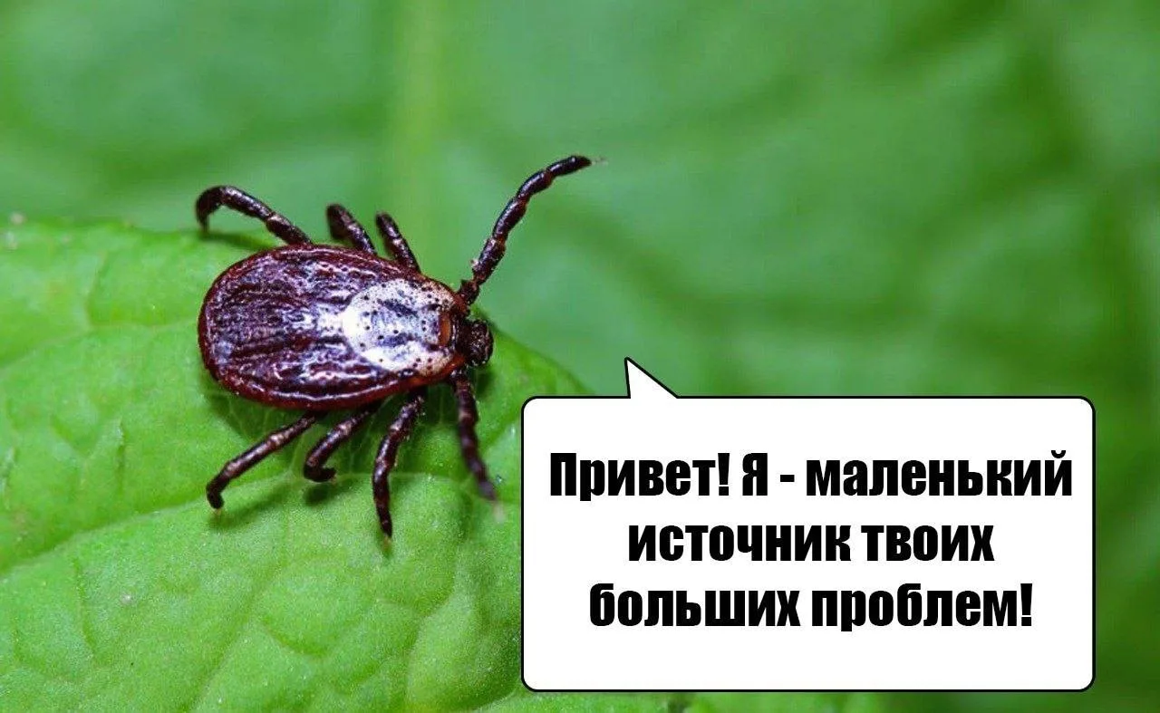 Пока вы прогуливаетесь по лесу или отдыхаете, за вами уже приглядывают клещи🕷

❓Как сорвать встречу