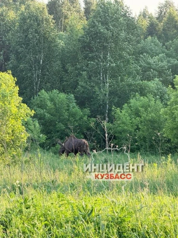 🫎 Трёх лосей заметили в Кемерове на пр. Комсомольский недалеко от остановки «Теннисный...