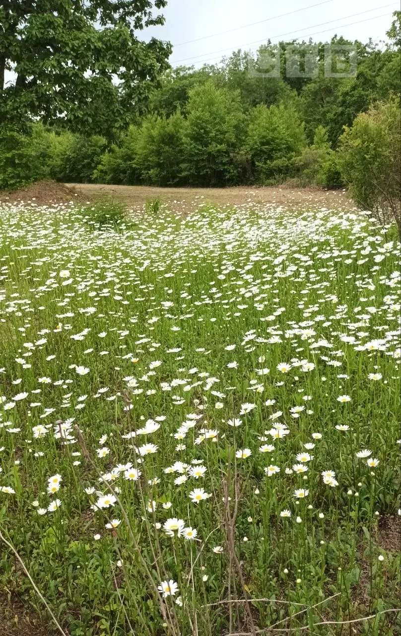 🌼Доброе утро, друзья!