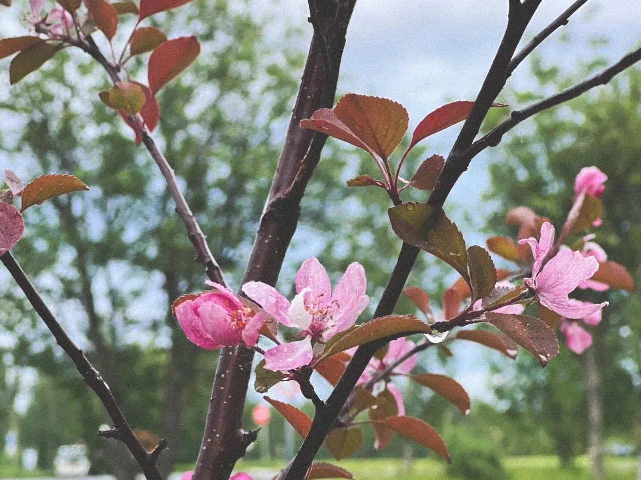 Городская яблоня цветет🍏

МКУ «Управления городским хозяйством», благодарим вас за созданный вашими