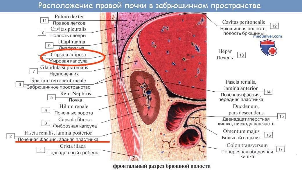 Изображение 1 к публикации «Алесь Улищенко | Врач-остеопат, канд. мед. наук | Автор фейспластики»