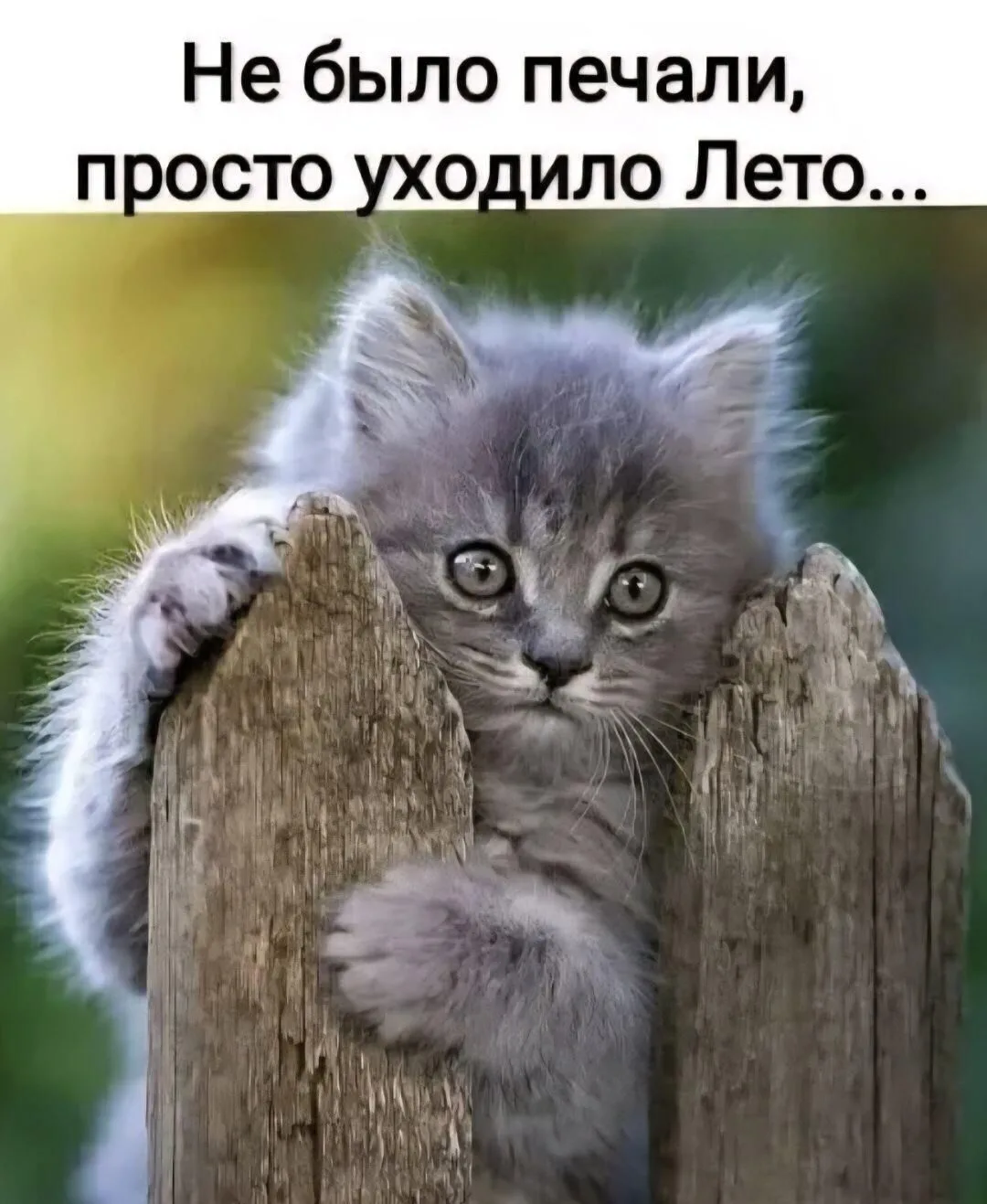 Добрый Мурзик 😻