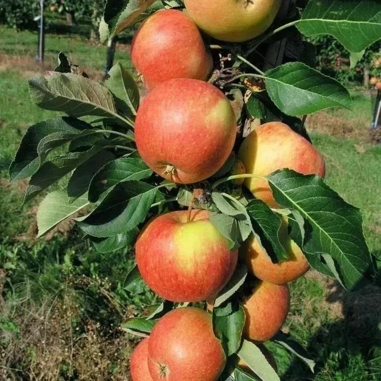 🍎 РАСПРОДАЖА! Яблоня колоновидная «Восторг» - последний саженец по 1000 руб.! 🍎

Название говорит 